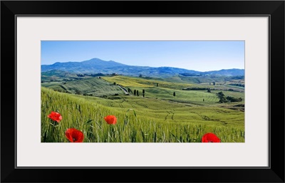 Italy, Tuscany, Mediterranean area, Siena district, Typical landscape