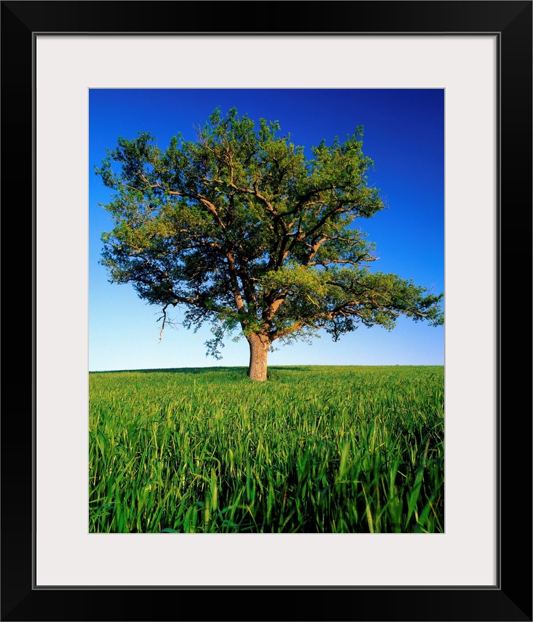 Italy, Tuscany, Oak in a wheat field