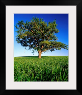 Italy, Tuscany, Oak in a wheat field