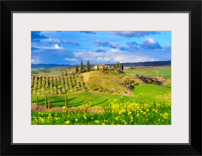 Italy, Tuscany, Siena district, Orcia Valley, Hilly landscape with farmhouse and blooming fields.