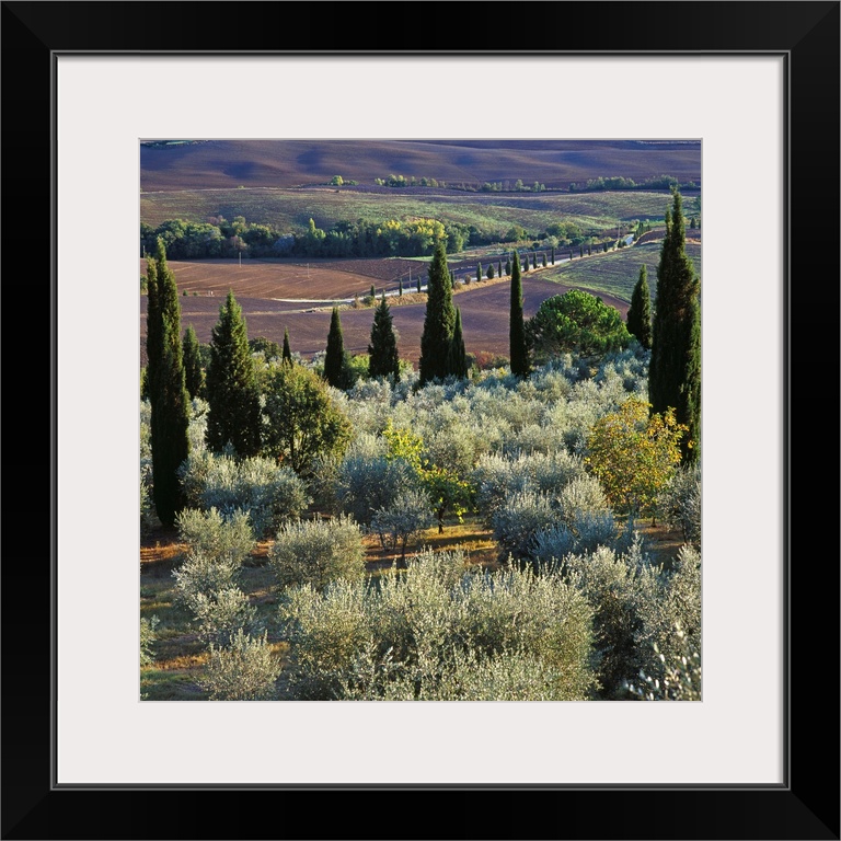 Italy, Tuscany, Orcia Valley, Landscape with cypress and olive trees