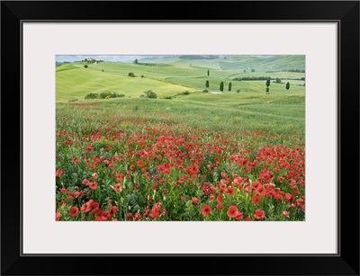 Italy, Tuscany, Orcia Valley, San Quirico d'Orcia, Poppies in the ideal Val d'Orcia