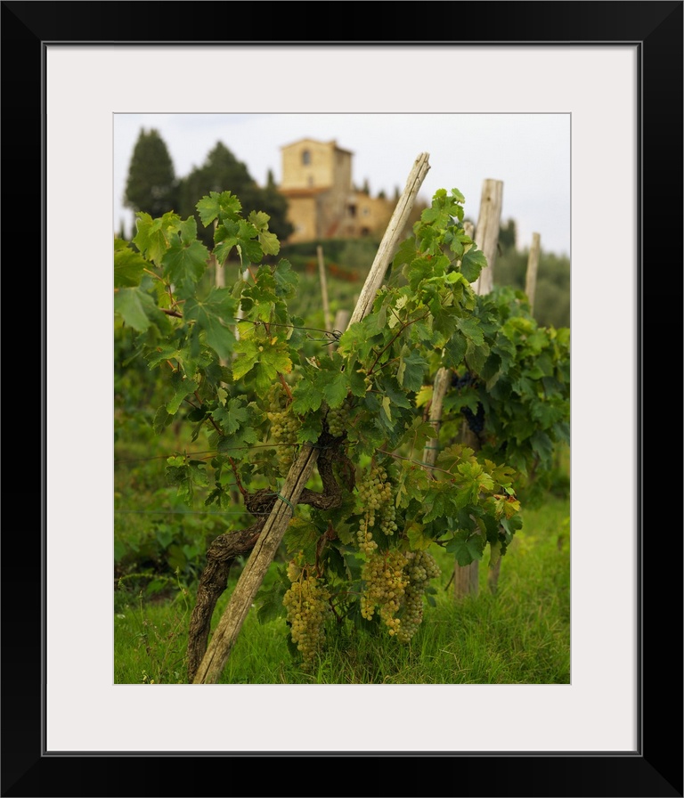 Italy, Tuscany, Panzano, San Martino, grapes and typical house