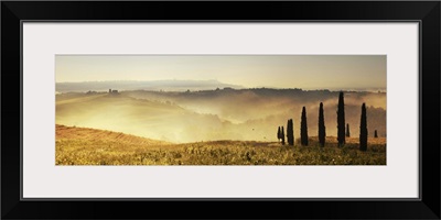 Italy, Tuscany, Pienza, Cypresses along a hill at sunrise