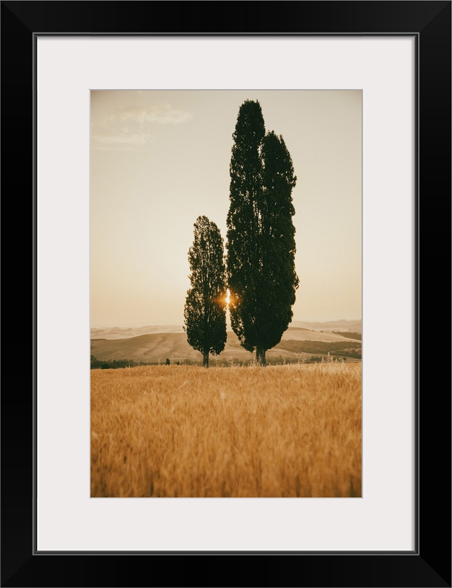 Italy, Tuscany, Siena district, Orcia Valley, Typical Tuscan landscape with cypresses.