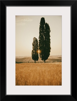 Italy, Tuscany, Siena District, Orcia Valley, Typical Tuscan Landscape With Cypresses