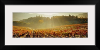 Italy, Tuscany, Siena, Piazza, vineyards at sunrise