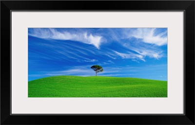 Italy, Tuscany, Tree in a green field