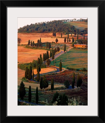 Italy, Tuscany, tree lined road near Pienza