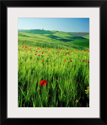 Italy, Tuscany, Val d'Orcia, lush field with wild flowers and cypress tree