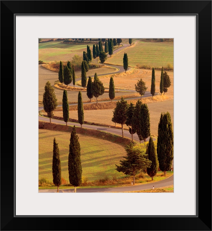 Italy, Tuscany, Val d'Orcia, Road with cypress