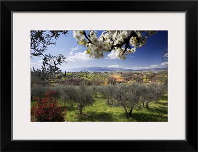 Italy, Umbria, Countryside and olive trees near Montefalco