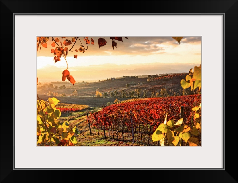 Italy, Umbria, Mediterranean area, Perugia district, Dawn over the autumnal vineyards near Montefalco