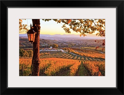 Italy, Umbria, Mediterranean area, Perugia district, Autumn, Vineyards near Montefalco