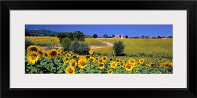 Italy, Umbria, Montefalco, sunflower field