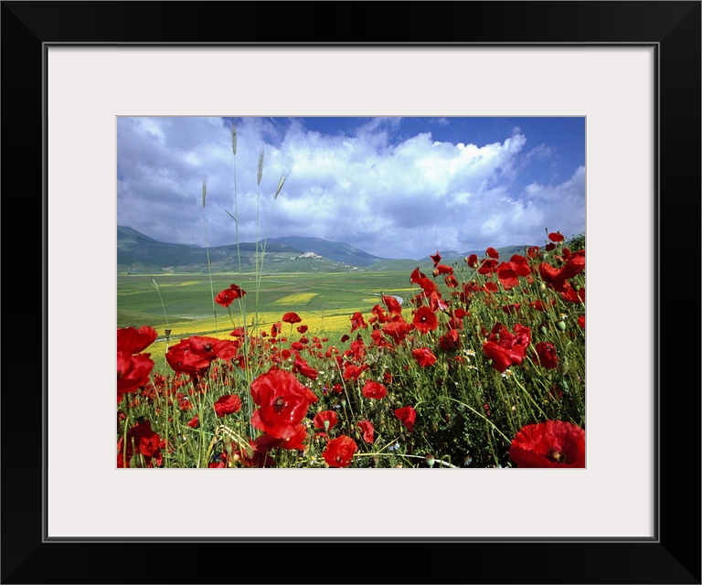 Italy, Umbria, Norcia, Castelluccio tableland, flowes