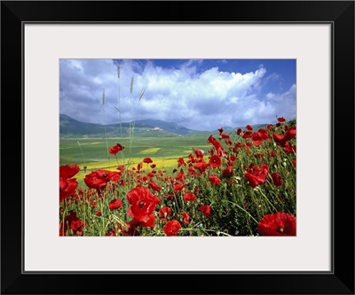 Italy, Umbria, Norcia, Castelluccio tableland, flowes