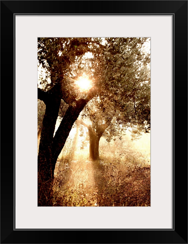 Italy, Umbria, Perugia district, Fog on the hills near Montefalco in the morning