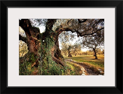 Italy, Umbria, Perugia district, Olive tree near Giano dell'Umbria village