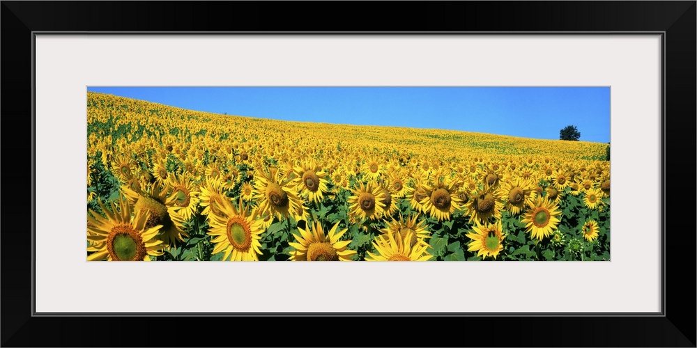 Italy, Umbria, Sunflower field