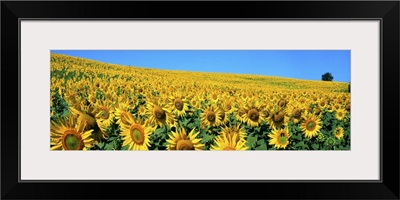 Italy, Umbria, Sunflower field