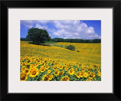 Italy, Umbria, Sunflower field, Helianthus