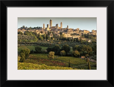 Italy, Val d'Elsa, San Gimignano, Vernaccia vineyards and olive grove