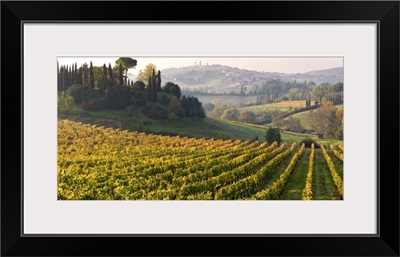Italy, Val d'Elsa, Vernaccia vineyards near San Gimignano