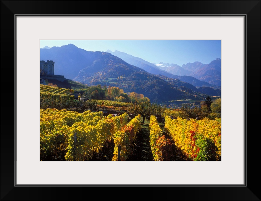 Italy, Italia, Aosta Valley, Valle d'Aosta, Gran Paradiso National Park, vineyards near Aymavilles village