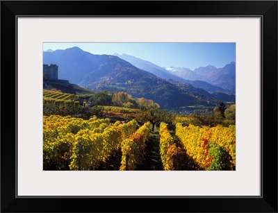 Italy, Valle d'Aosta, Gran Paradiso National Park, vineyards near Aymavilles