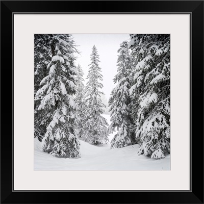 Italy, Veneto, Alps, Dolomites, Alto Agordino, Arabba, Snow Covered Trees On Mount Burz