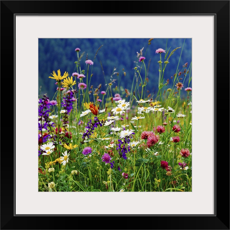 Italy, Veneto, Alps, Dolomites, Belluno district, Alpine meadow and daisy