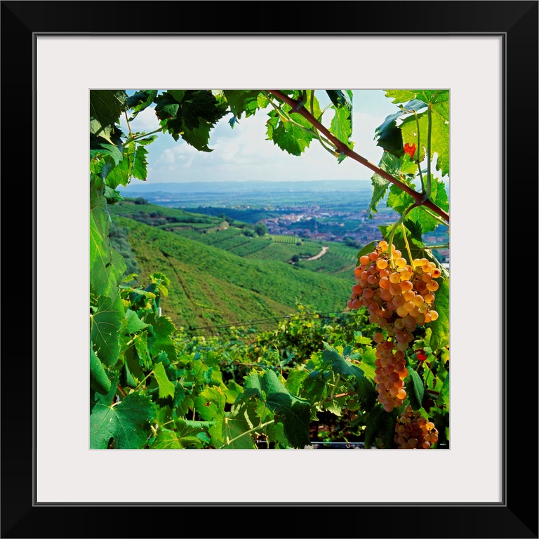 Italy, Italia, Veneto, Soave area, Brognoligo vineyards