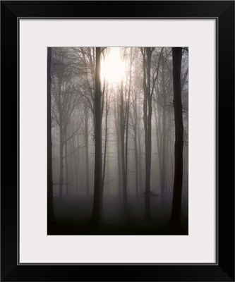 Italy, Veneto, Cansiglio, Beech trees