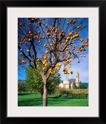 Italy, Veneto, Marano Valpolicella, persimmon tree