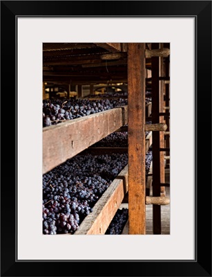 Italy, Veneto, Negrar, Villa Novare, cellar, traditional withering of grapes