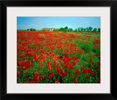 Italy, Veneto, Polesine area, poppies fields