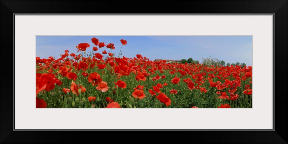 Italy, Veneto, Polesine, Polesine, poppies in bloom