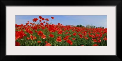 Italy, Veneto, Polesine, Polesine, poppies in bloom