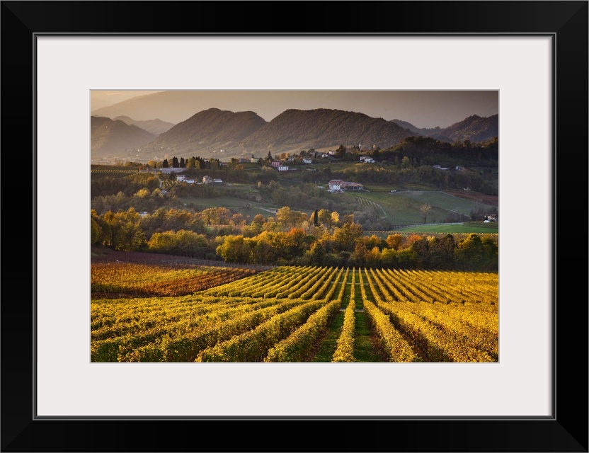 Italy, Veneto, Prosecco Road, San Pietro di Feletto, Prosecco vineyard