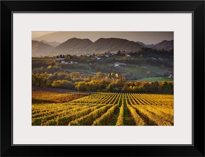 Italy, Veneto, Prosecco Road, San Pietro di Feletto, Prosecco vineyard