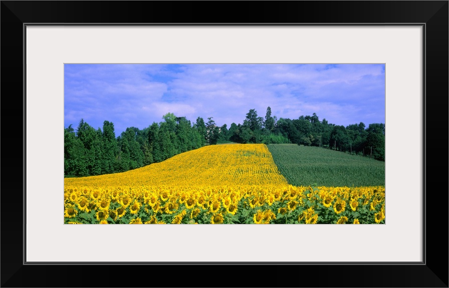 Italy, Veneto, sunflowers