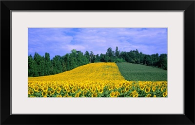 Italy, Veneto, sunflowers