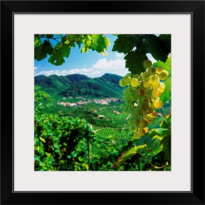 Italy, Veneto, Valdobbiadene, Prosecco vineyards