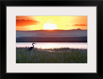 Kenya, Rift Valley, Loruk, A heron at sunset on the island of Ol Kokwe in Lake Baringo