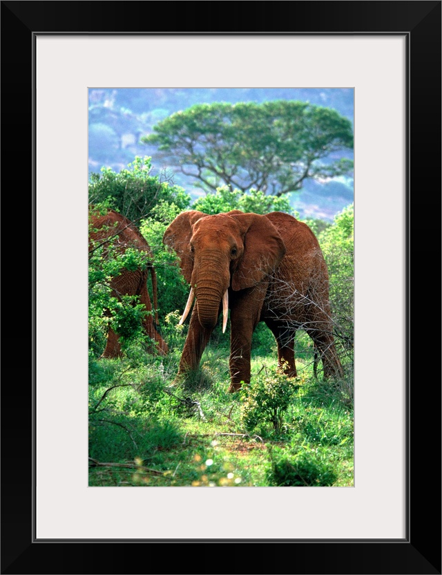 Kenya, Tsavo National Park, African Elephants