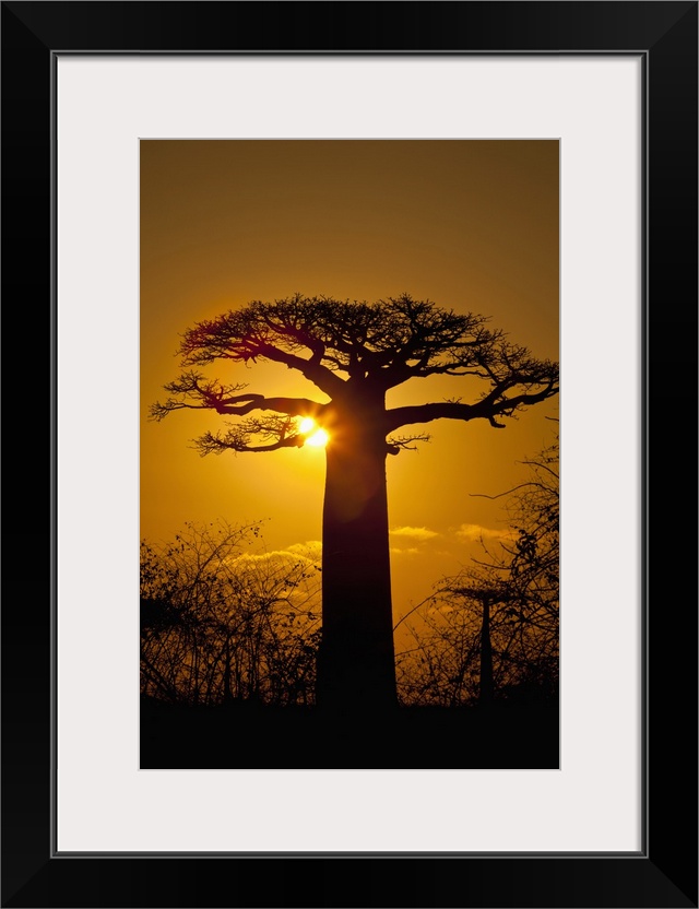 Madagascar, The famous Avenue de Baobab (Baobab Alley) near Morondava