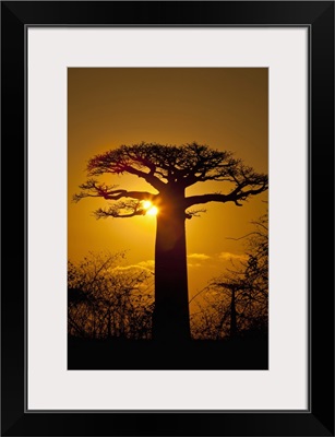 Madagascar, The famous Avenue de Baobab (Baobab Alley) near Morondava