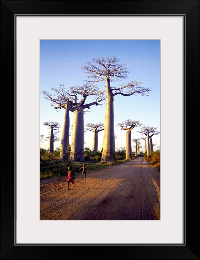 Madagascar, Toliara, Morondava, Avenue du Baobab