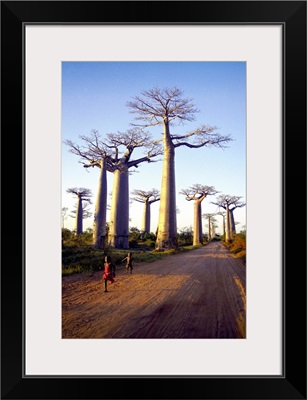 Madagascar, Toliara, Morondava, Avenue du Baobab